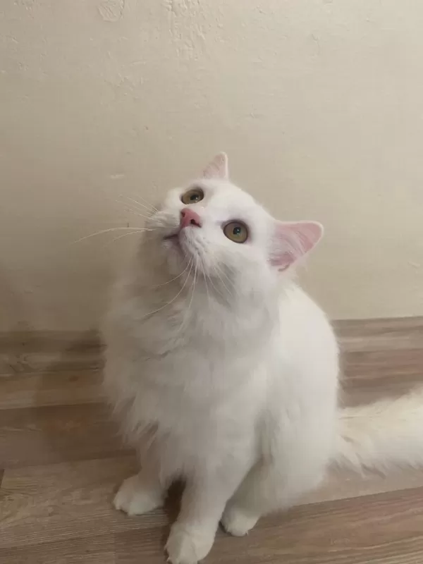 Ömürlük Yuva Arayan 2 British Longhair