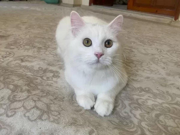 Ömürlük Yuva Arayan 2 British Longhair