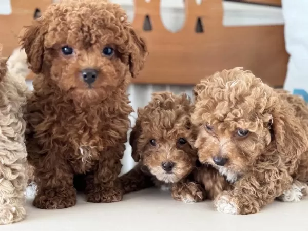 Petmode Köpek Çiftliğinde Ziyarete Açık Kore Maltipoo