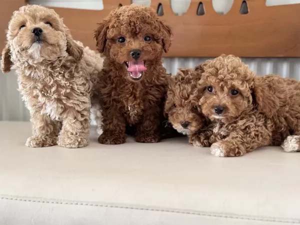 Petmode Köpek Çiftliğinde Ziyarete Açık Kore Maltipoo