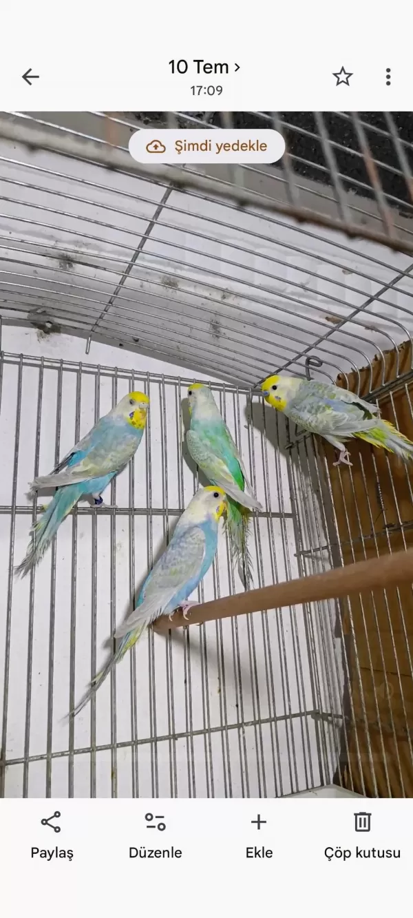 Yeni Yeme Düşen Forpus Papağanları