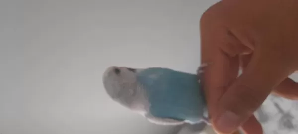 Ele Gelen Mavi Dişi Kuşumuz Kafesle Beraber Satılık
