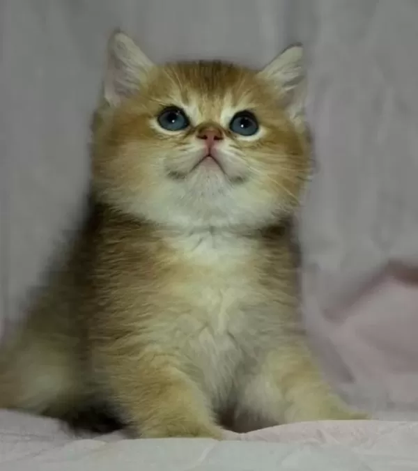 Safkan Anne Ve Babası Golden Kedimiz