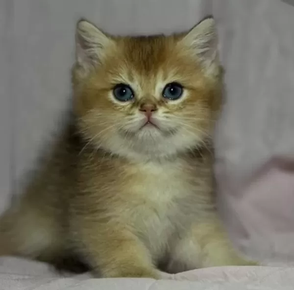 Safkan Anne Ve Babası Golden Kedimiz