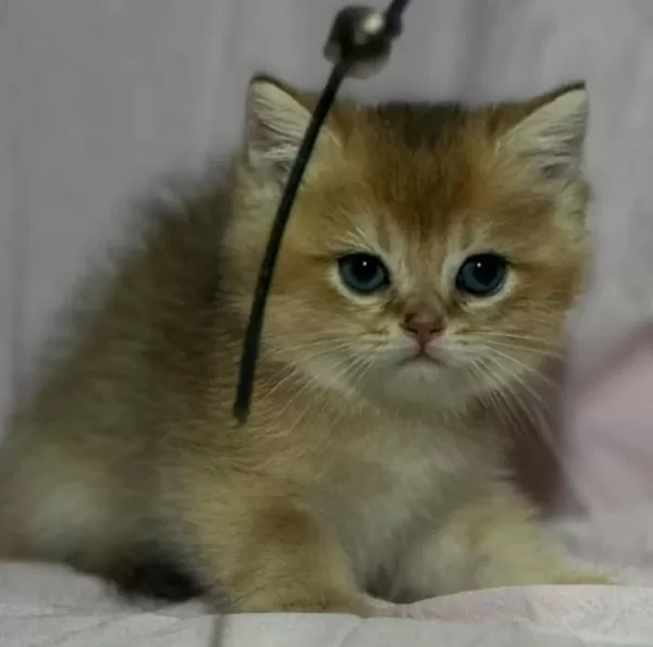 Safkan Anne Ve Babası Golden Kedimiz