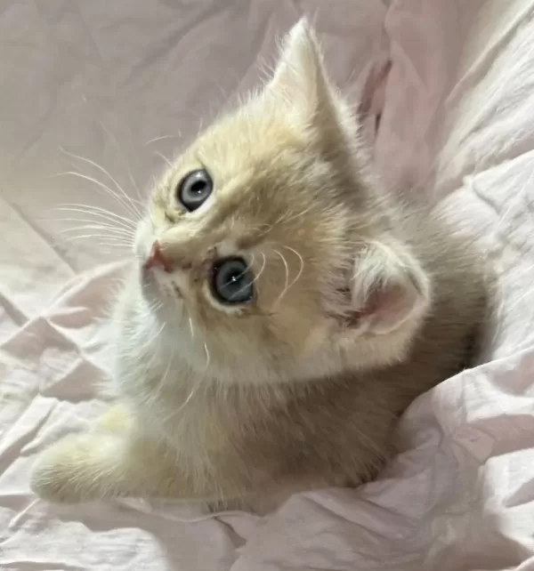 Safkan Anne Ve Babası Golden Kedimiz