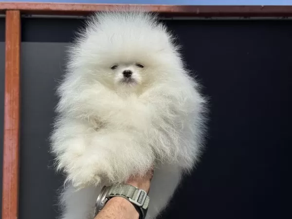 Petmode Köpek Çiftliğinden Pomeranian Yavrular
