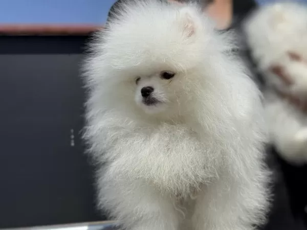 Petmode Köpek Çiftliğinden Pomeranian Yavrular