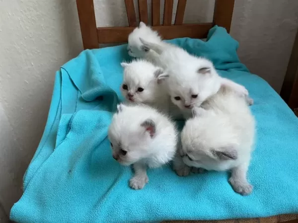 Yeni Doğan Kedilerime Sicak Yuva Araniyor