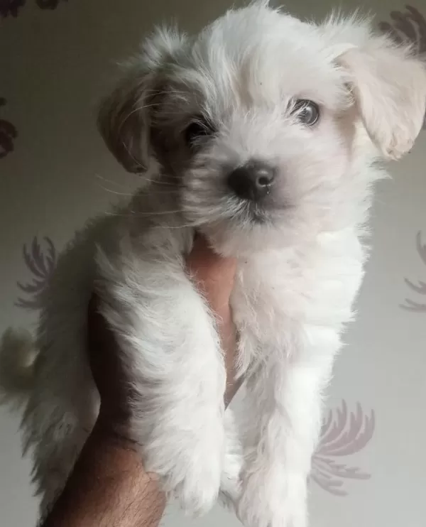 Orjinal White Terrier Bebeklerimiz Teslime Hazır