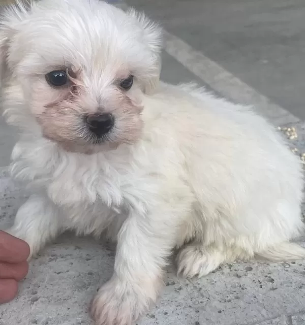 Orjinal White Terrier Bebeklerimiz Teslime Hazır