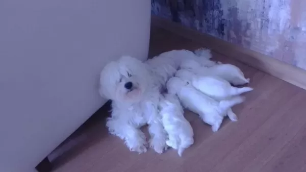 Orjinal White Terrier Bebeklerimiz Teslime Hazır