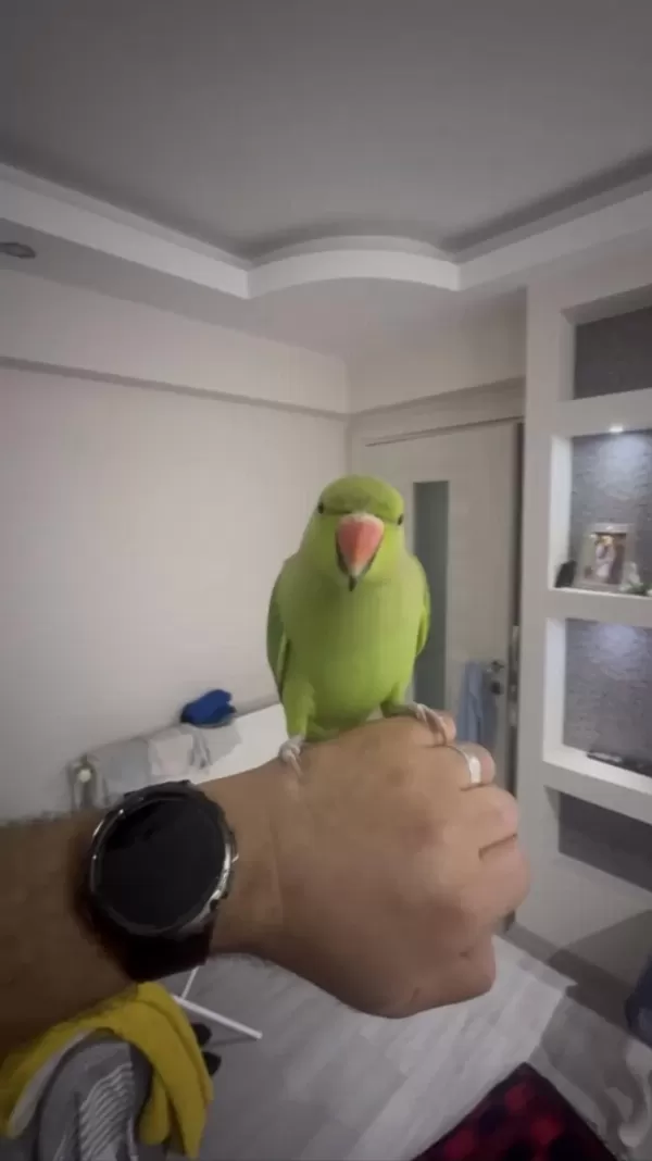 Full Evcil Konuşan Pakistan Papağanımız Çiko