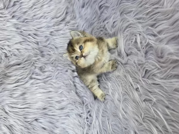 Ayı Surat Prenses Kedim Yeni Ailesini Arıyor