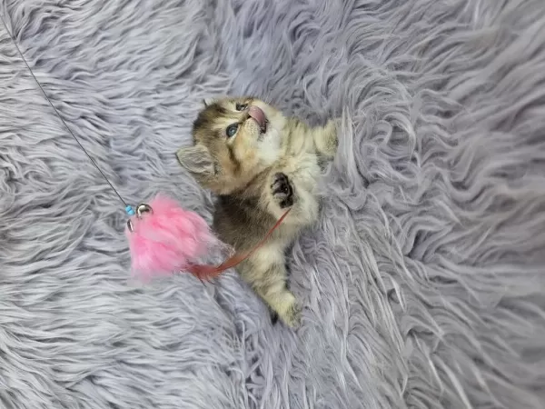 Ayı Surat Prenses Kedim Yeni Ailesini Arıyor