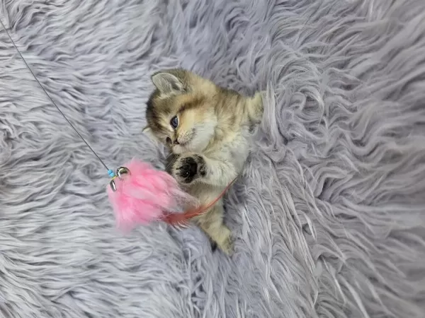 Ayı Surat Prenses Kedim Yeni Ailesini Arıyor