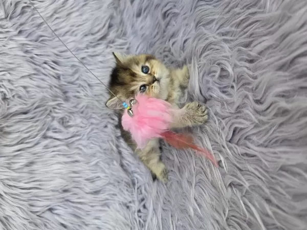 Ayı Surat Prenses Kedim Yeni Ailesini Arıyor