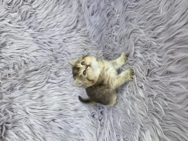 Ayı Surat Prenses Kedim Yeni Ailesini Arıyor