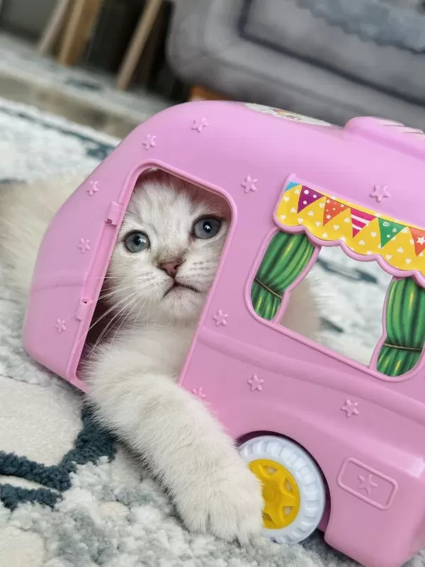 British Scottish Shorthair Lynx