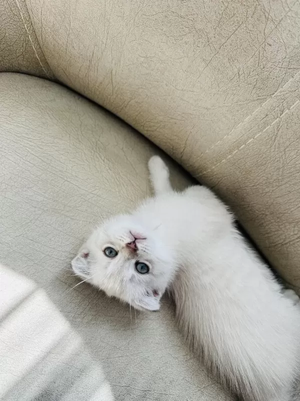 British Scottish Shorthair Lynx
