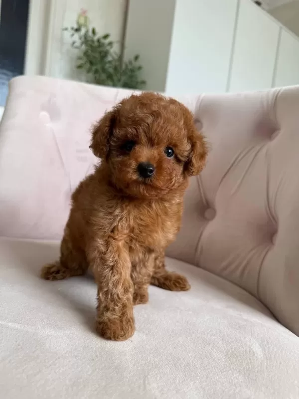 Korekan Toy Poodle Yavru