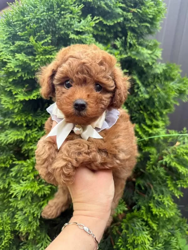 Korekan Toy Poodle Yavru