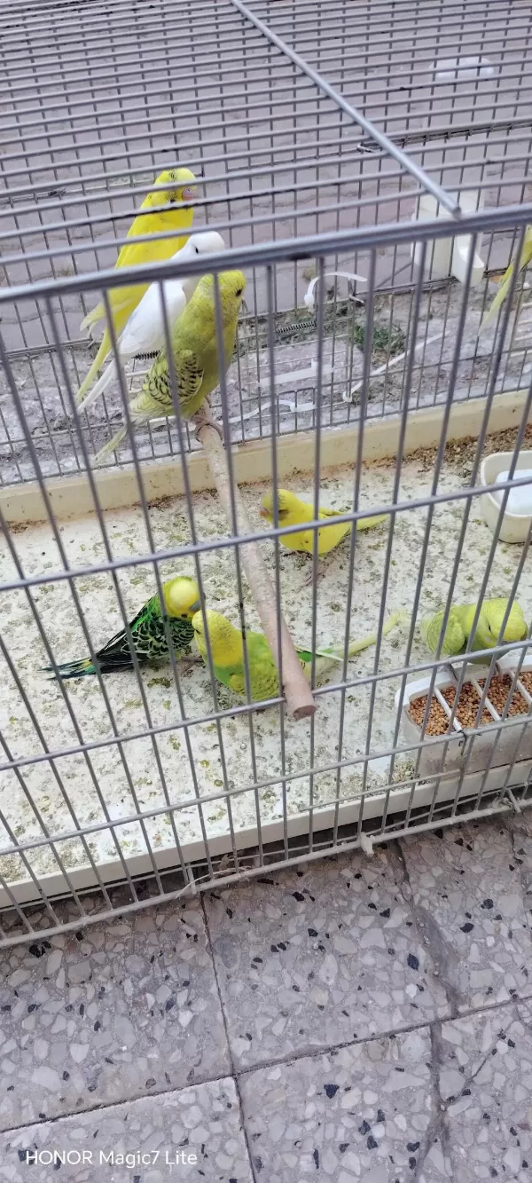 Yeni Yeme Düştü Yavru Muhabbet Kuşları