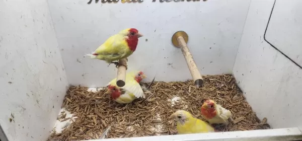 5 Adet Lutino Parrot Finch