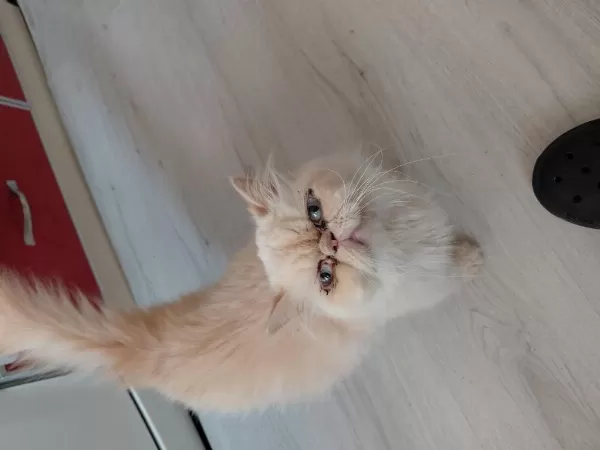 Safkan Anneden Safkan İran Yavruları