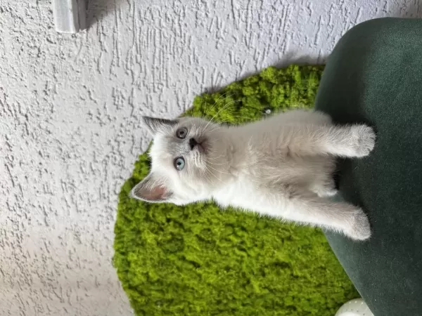 Bebek Kedilerimiz Yeni Yuvalarını Arıyor