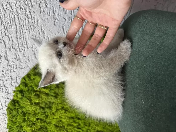 Bebek Kedilerimiz Yeni Yuvalarını Arıyor