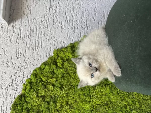 Bebek Kedilerimiz Yeni Yuvalarını Arıyor