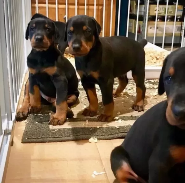 Profesyonel Üretim Çifliğinden Doberman Kapıda Ödeme