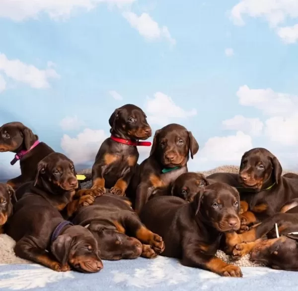 Profesyonel Üretim Çifliğinden Doberman Kapıda Ödeme