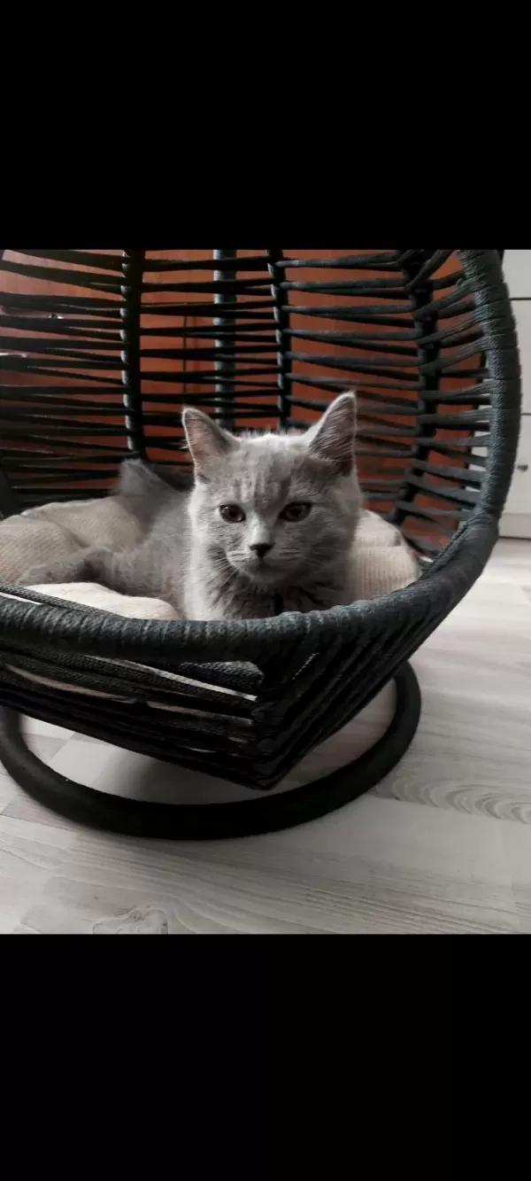 Minik Kedimiz Ailesini Arıyor