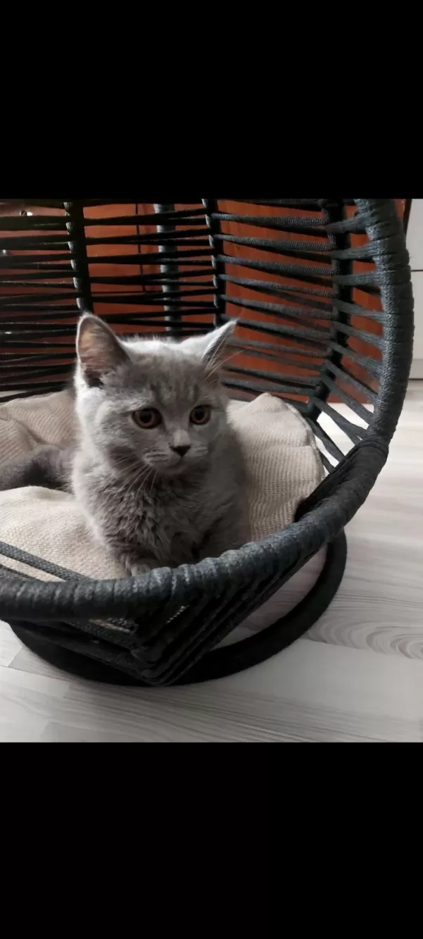 Minik Kedimiz Ailesini Arıyor