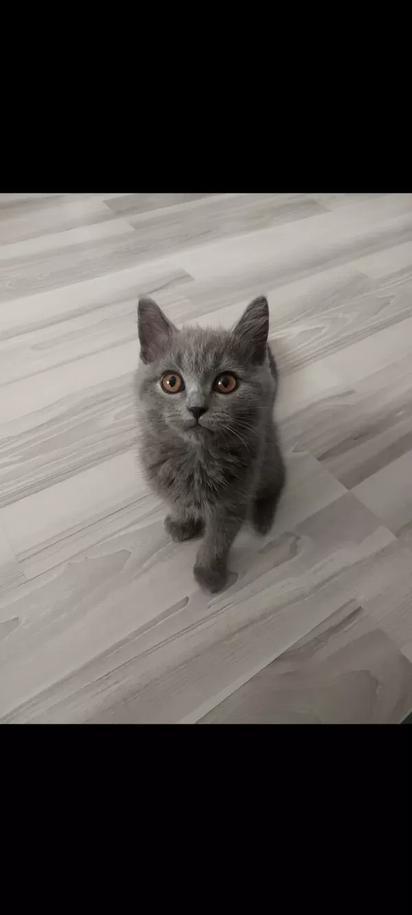 Minik Kedimiz Ailesini Arıyor