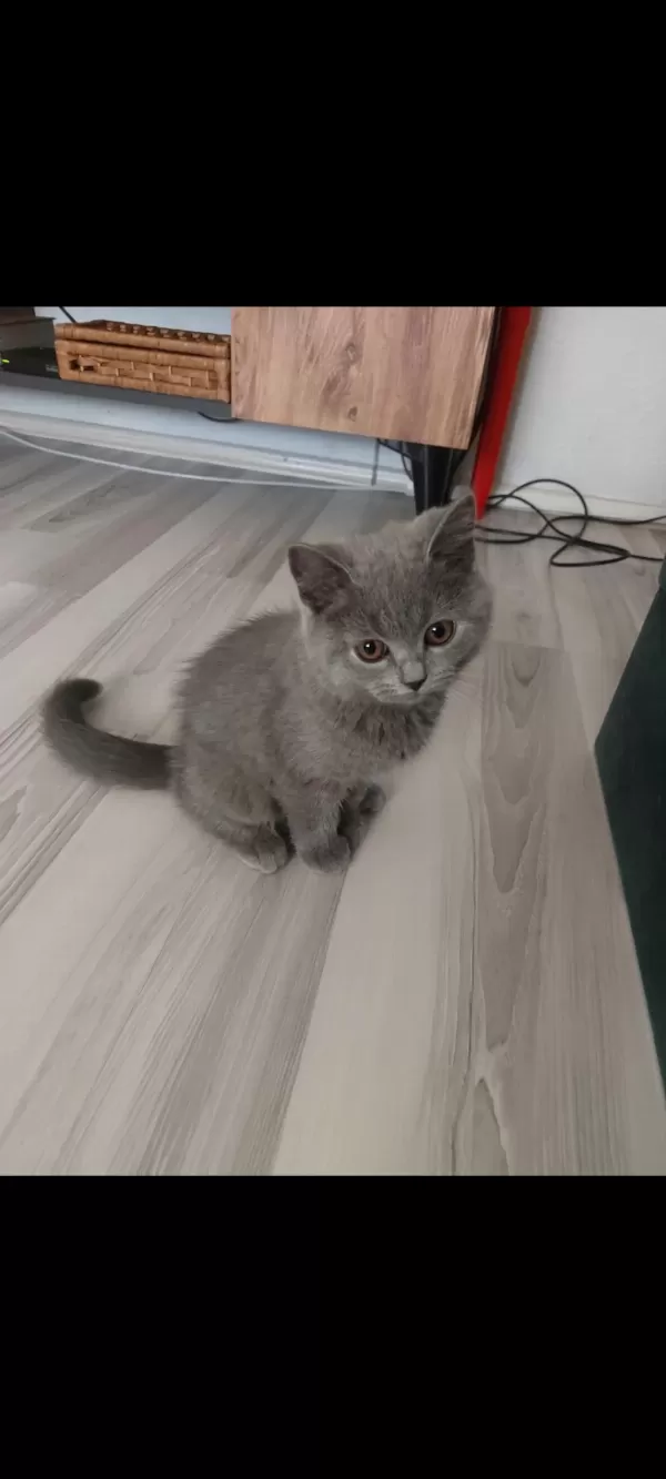 Minik Kedimiz Ailesini Arıyor