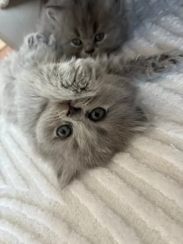 Orijinal British Shorthair Ve Longhair