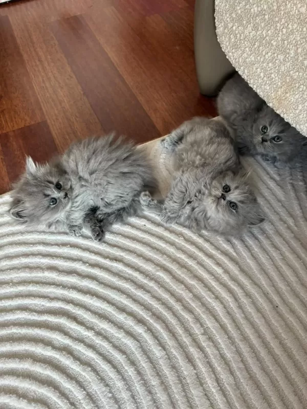 Orijinal British Shorthair Ve Longhair