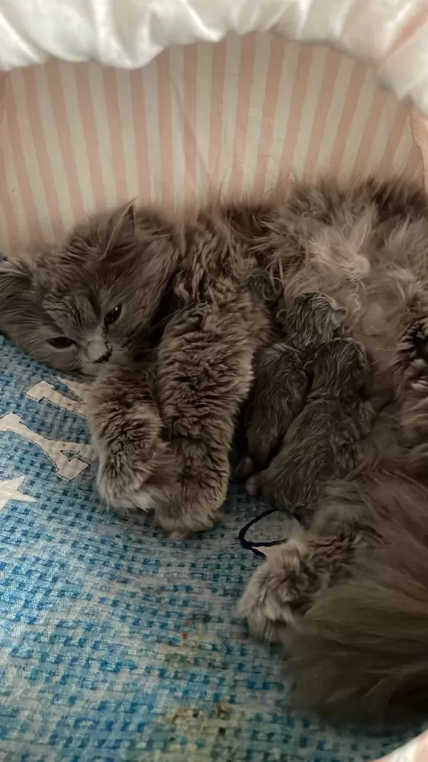 Orijinal British Shorthair Ve Longhair