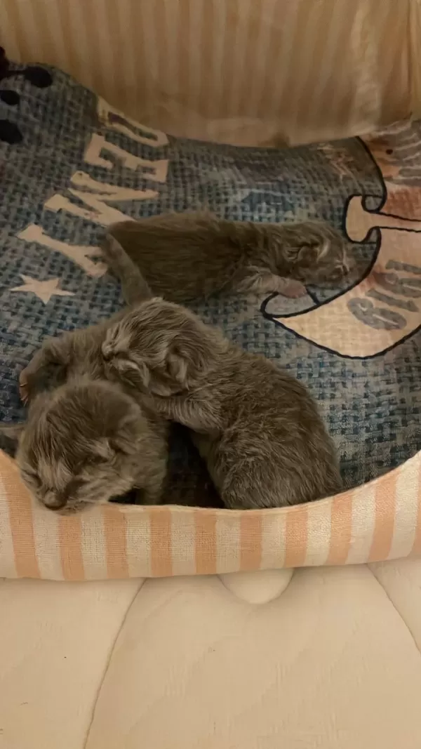Orijinal British Shorthair Ve Longhair