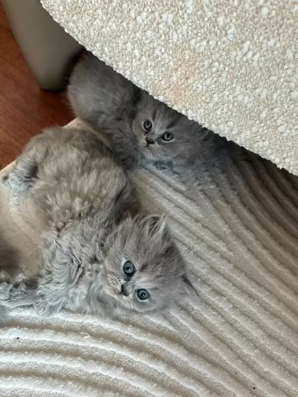 Orijinal British Shorthair Ve Longhair