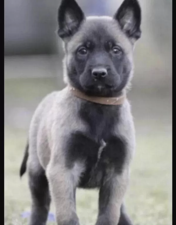 Belçika Kurdu Köpeği