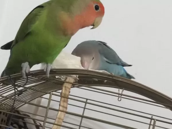 Yaşını Doldurmamış Bir Çift Sevda Cennet Papağanı