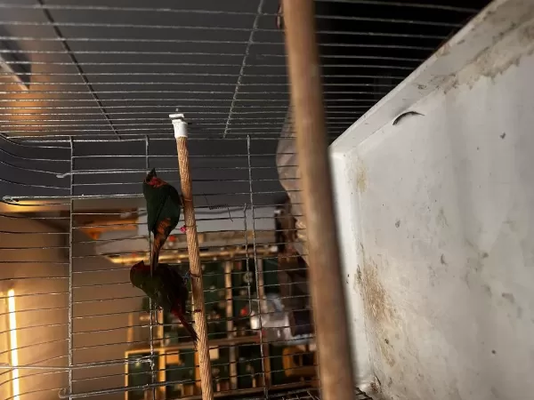 Harika Parrot Finch