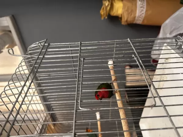 Harika Parrot Finch