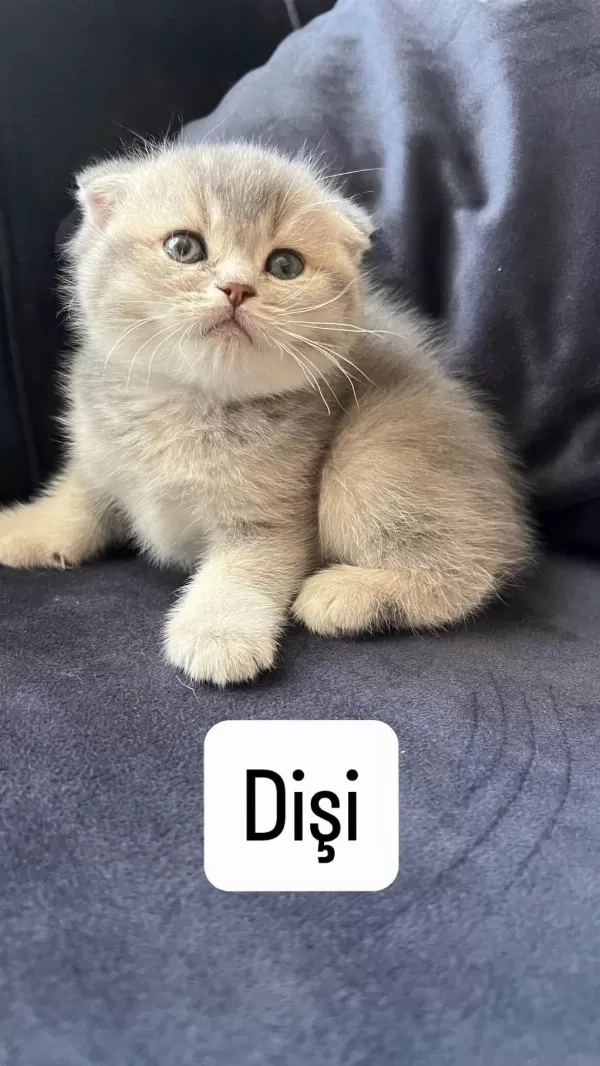 Scottish Fold Dişi Yavrumuz Teslime Hazir
