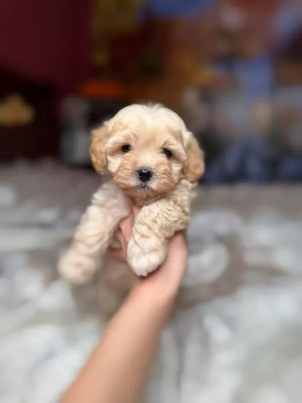 Maltipoo Yavrularımız Adana