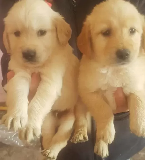 Safkan Golden Retriever Yavrularımız Mevcut